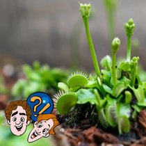 Müssen fleischfressende Pflanzen aufs Klo? | Bild: Colourbox.com/ Montage: BR