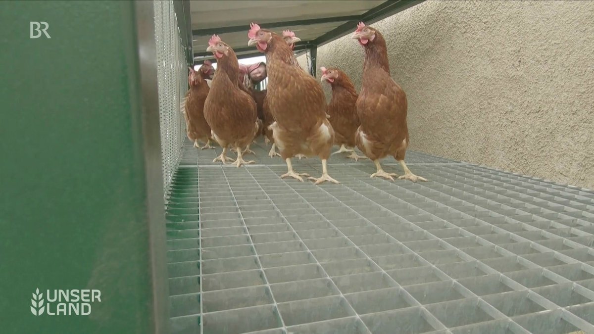 Biobauer baut Brücke  für Hühner