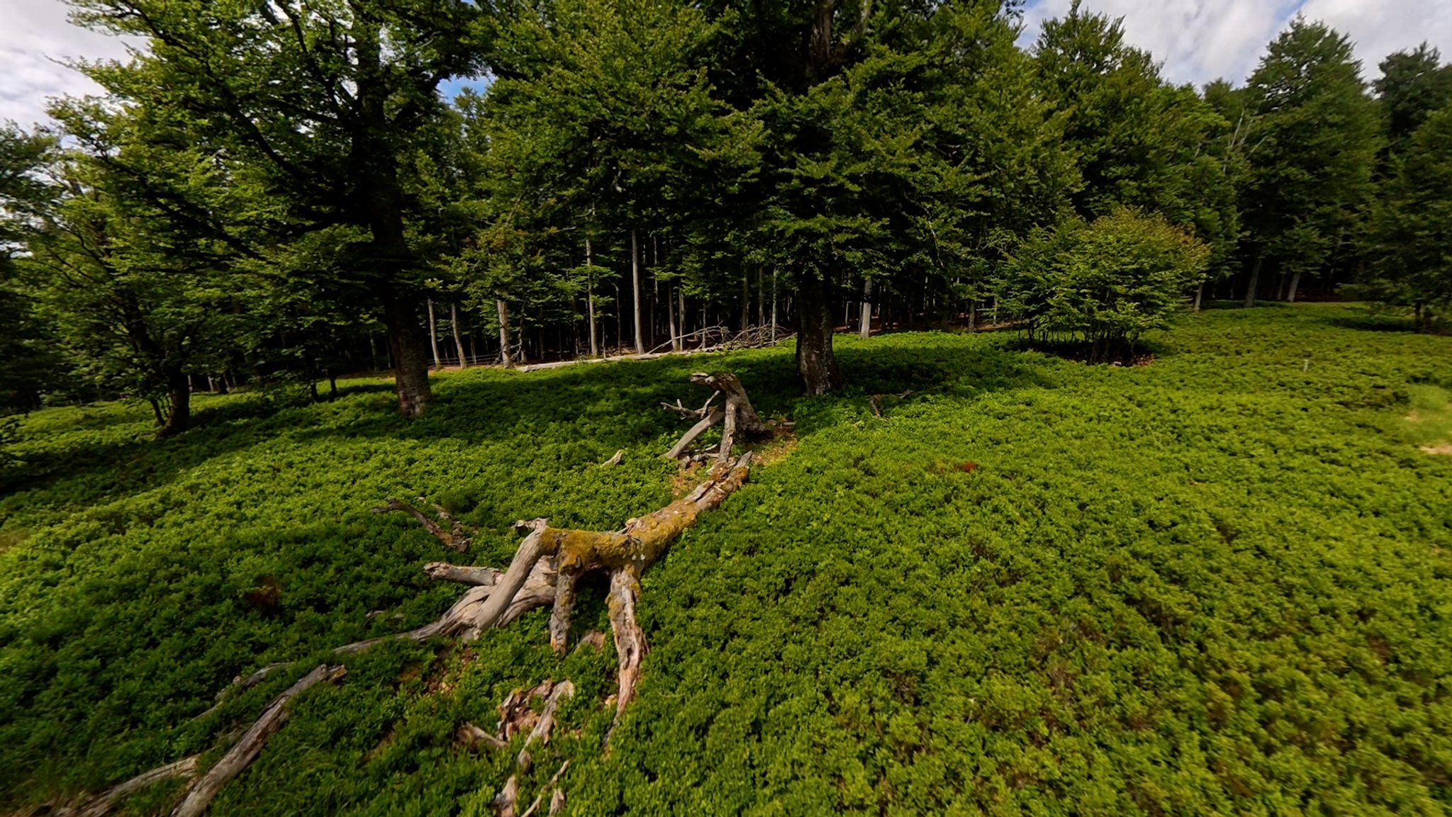 Schachtenwiese im Nationalpark Bayerischer Wald | Bild: BR/Christian Riedl Schachtenwiese im Nationalpark Bayerischer Wald