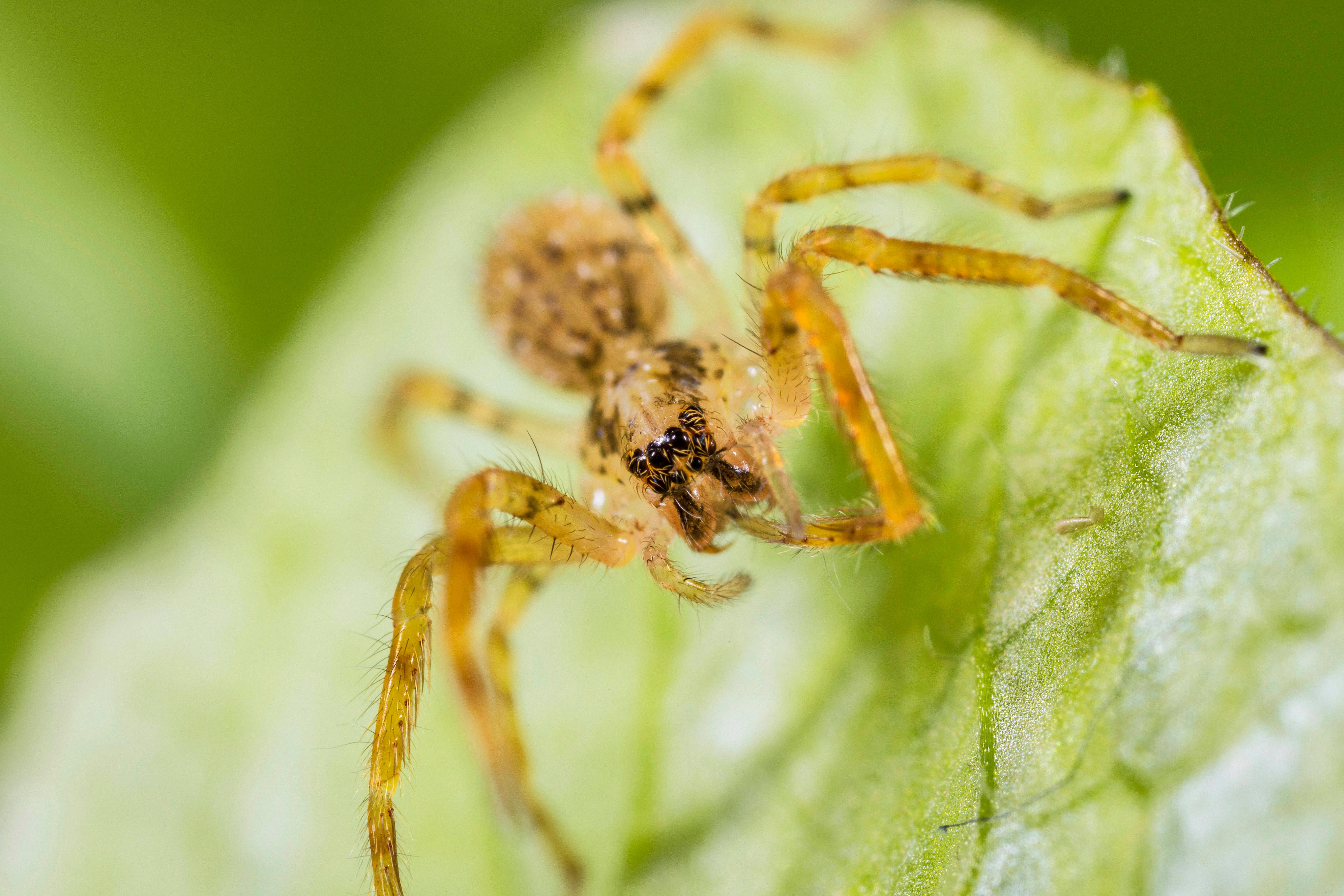 Eine Nosferatu-Spinne auf einem Blatt