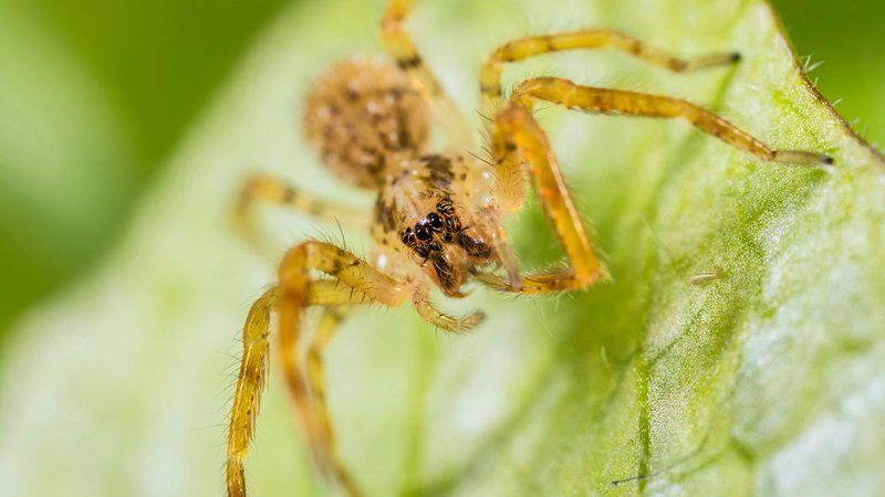 Eine Nosferatu-Spinne auf einem Blatt