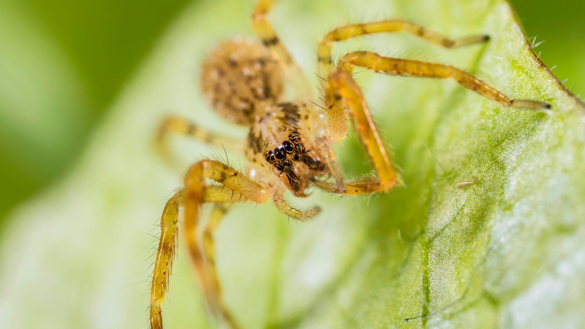 Überall in Deutschland: Ist die Nosferatu-Spinne gefährlich?  