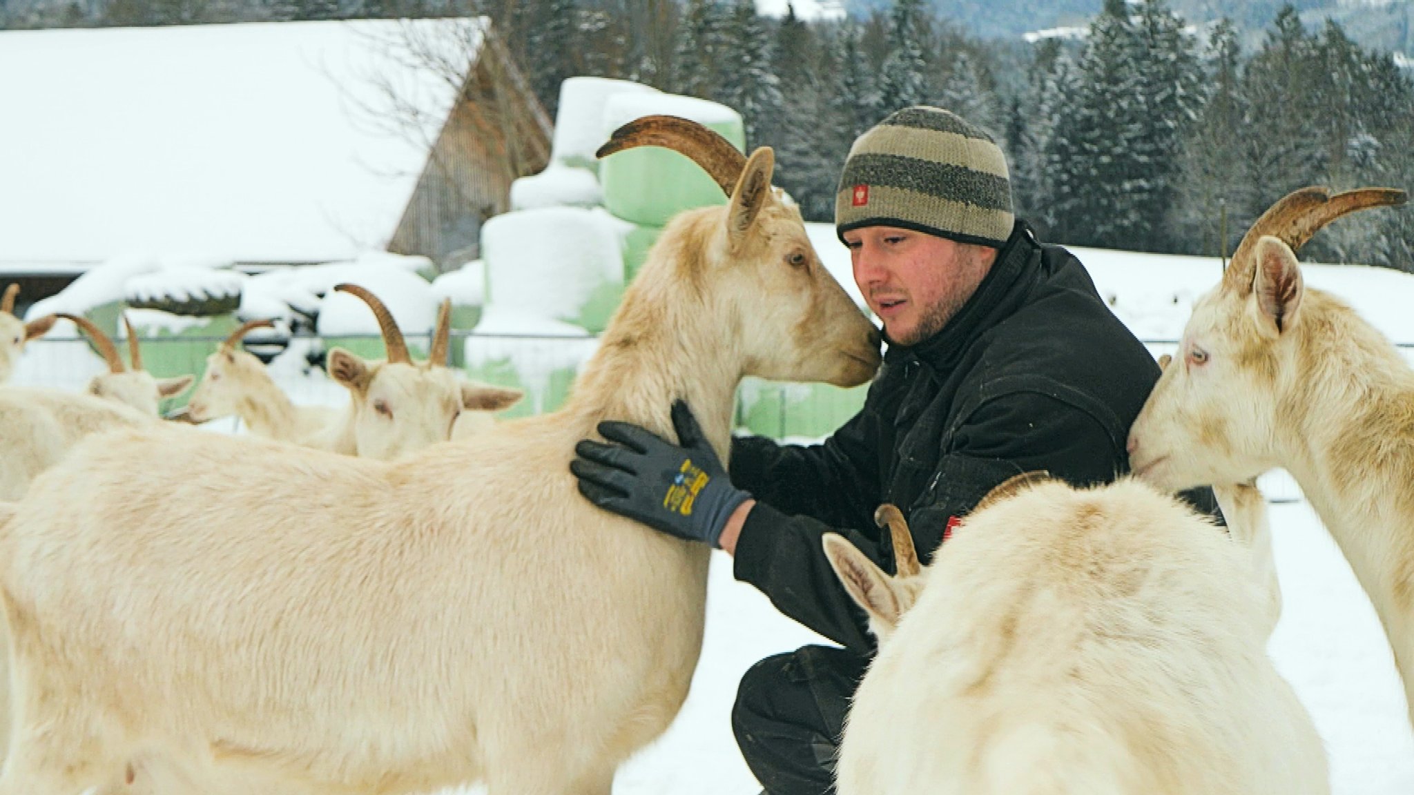 Christian Röckl mit Ziegen 