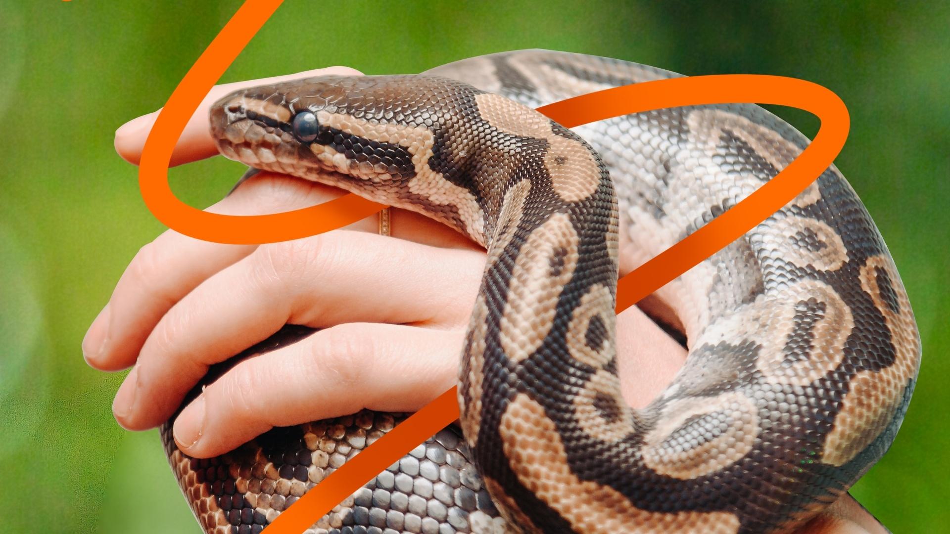 Eine menschliche Hand hält eine Schlange