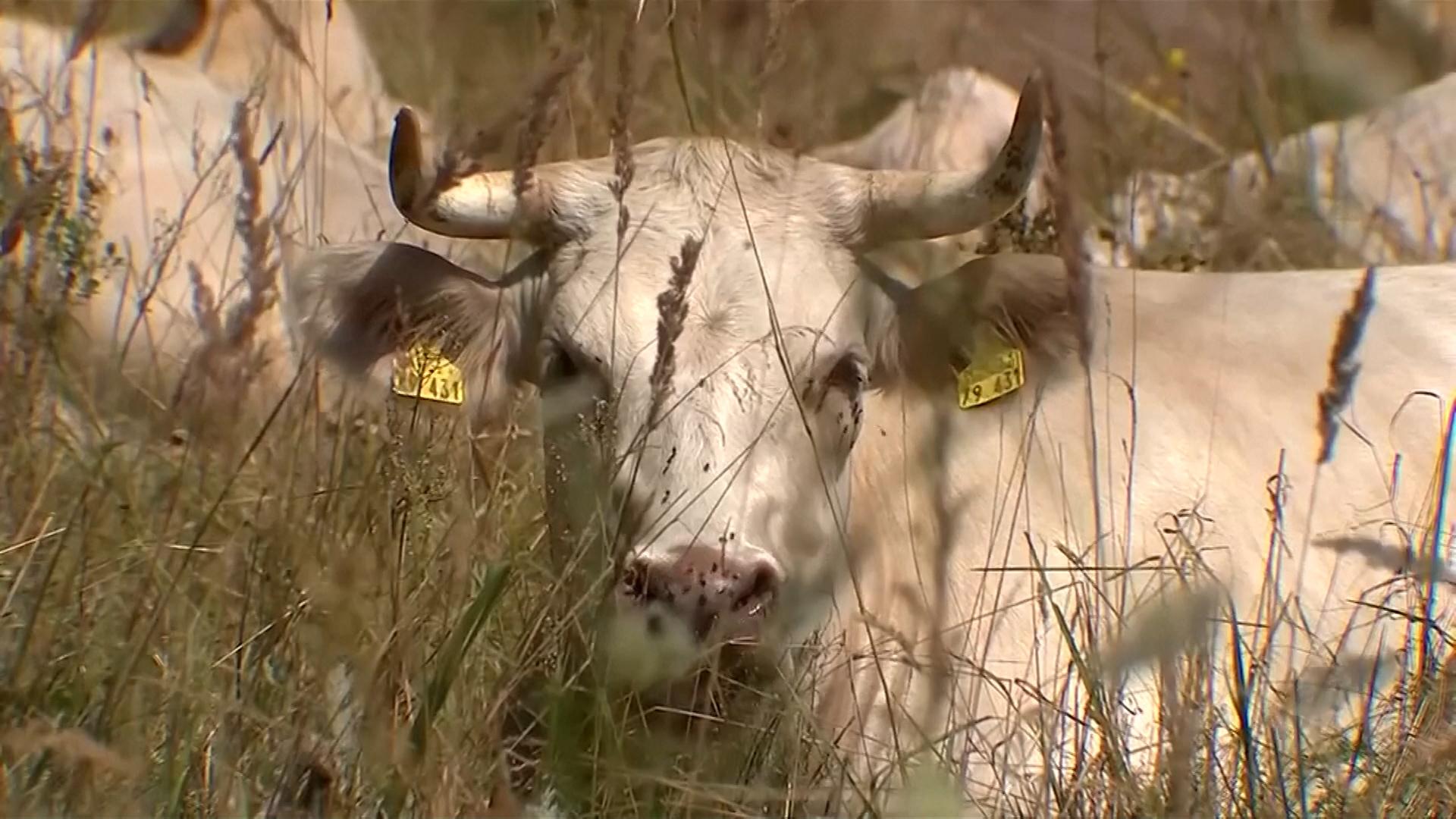 Eine Kuh auf der Wiese: In der Viehhaltung werden große Mengen Kohlendioxid freigesetzt.