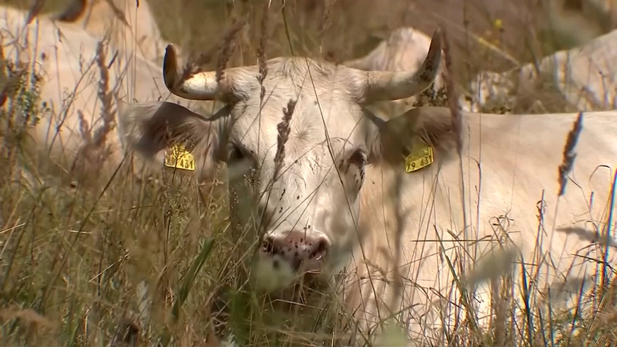 Eine Kuh auf der Wiese: In der Viehhaltung werden große Mengen Kohlendioxid freigesetzt.