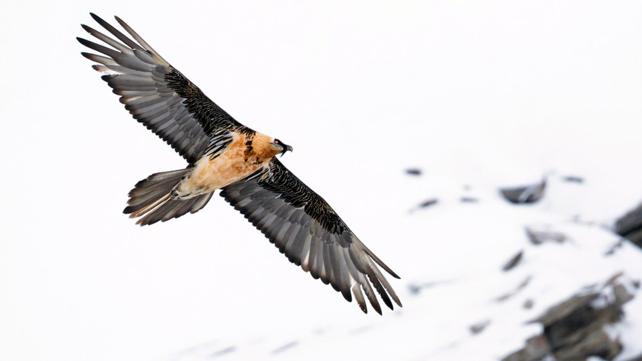 Bartgeier im Flug über schneebedeckte Alpen