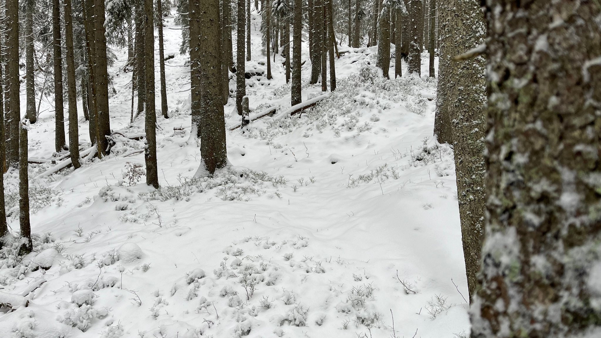 Wald mit Tannen und Fichten