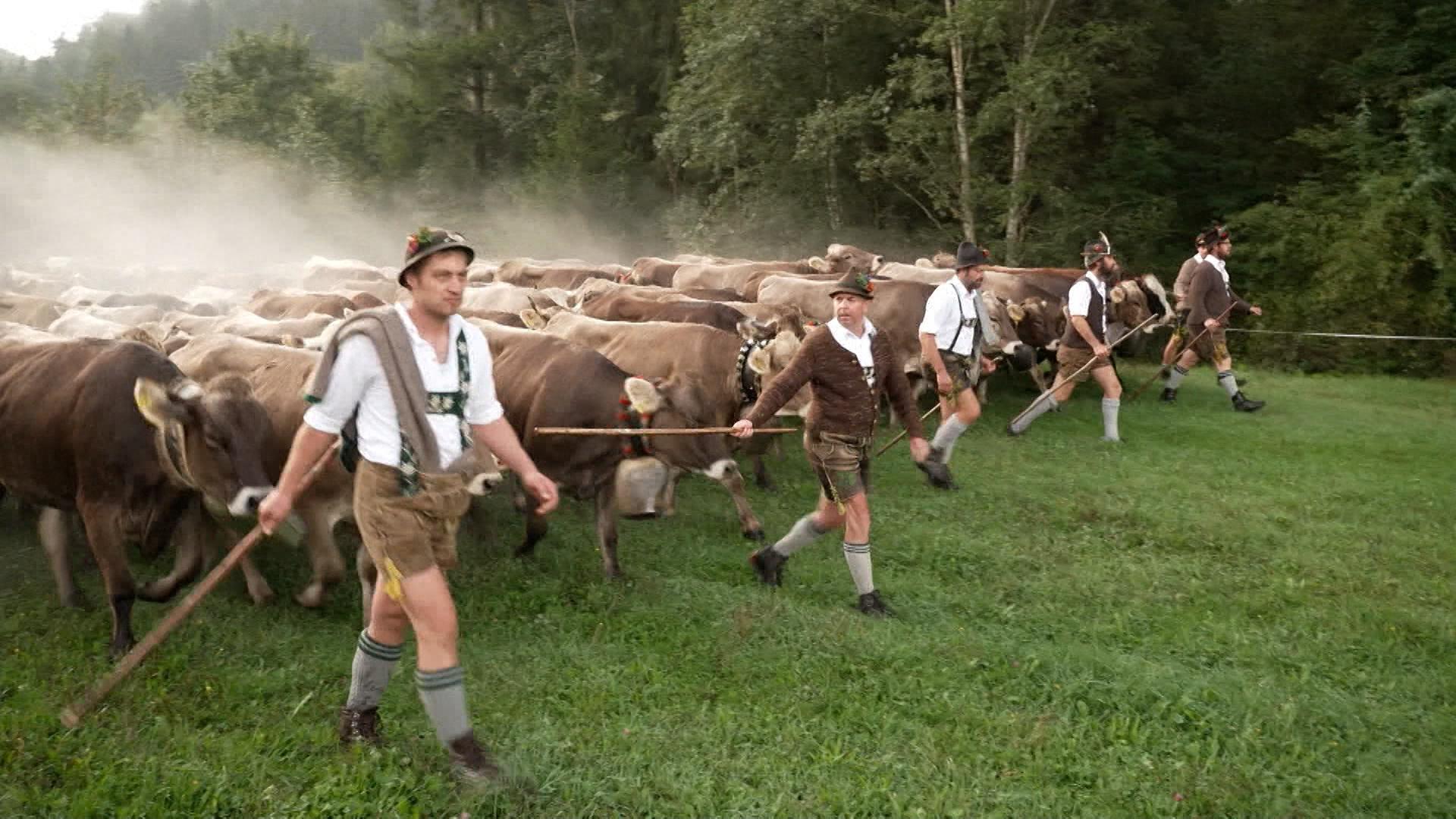 Viehscheid im Allgäu: Alpsommer geht zu Ende