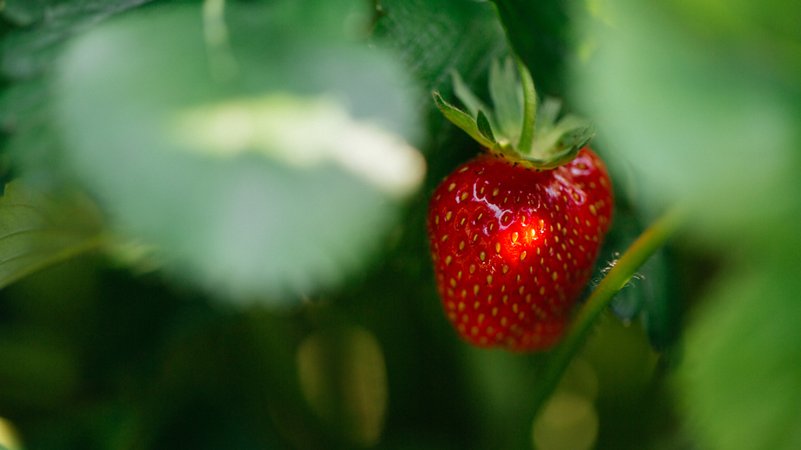 Eine Erdbeere auf einem Erdbeerfeld