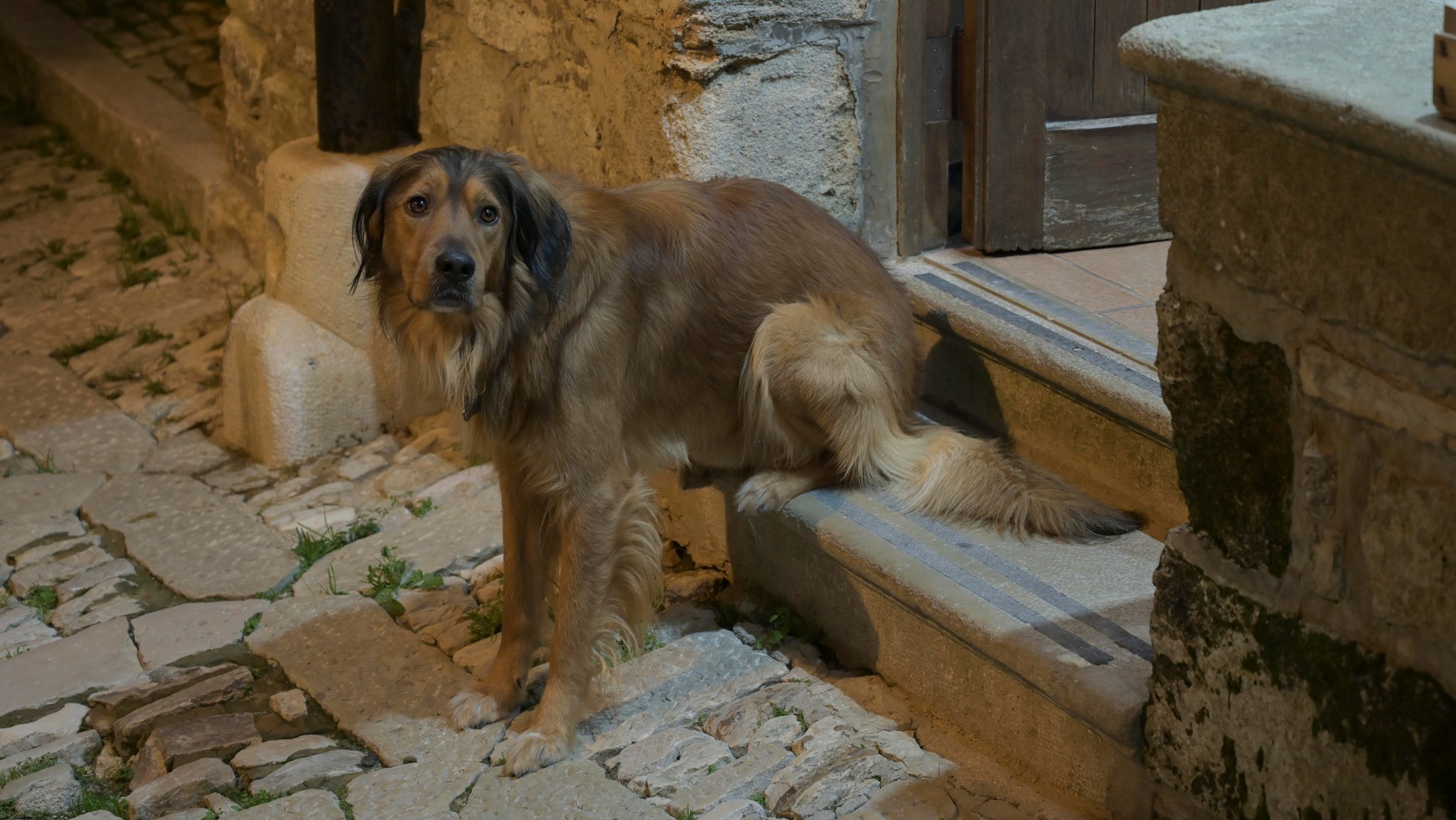 Ein Straßenhund in Italien.