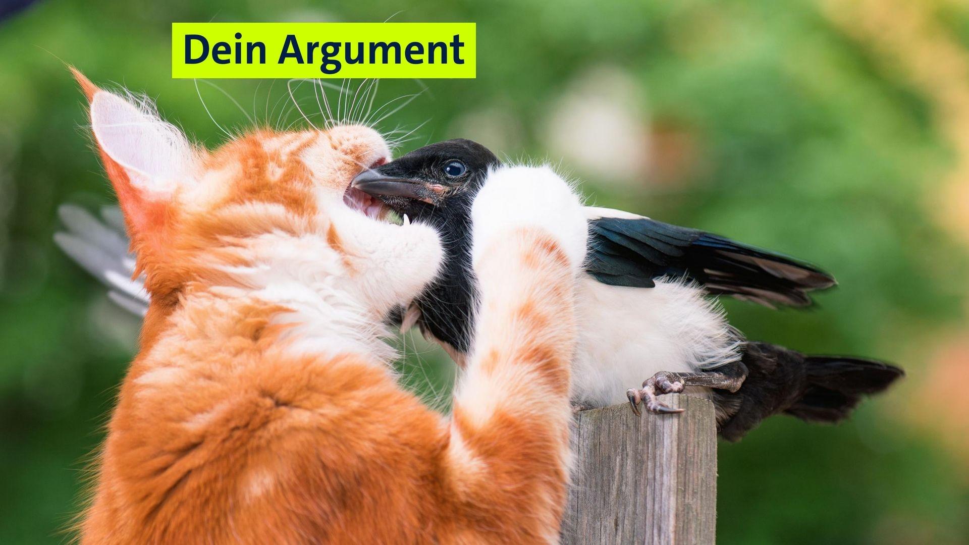 (Symbolbild) Eine Katze greift einen Vogel an.