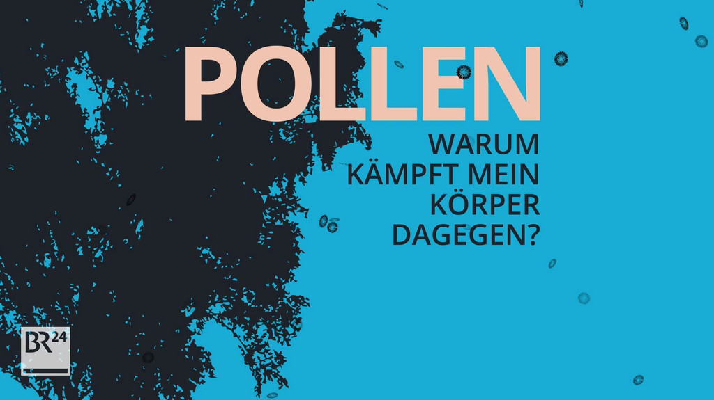 Forscher aus Augsburg haben belegt: In der Stadt wirken Pollen besonders aggressiv auf Allergiker. Was passiert im Körper und was hat das für Gründe? #fragBR24 | Bild: BR Forscher aus Augsburg haben belegt: In der Stadt wirken Pollen besonders aggressiv auf Allergiker. Was passiert im Körper und was hat das für Gründe? #fragBR24