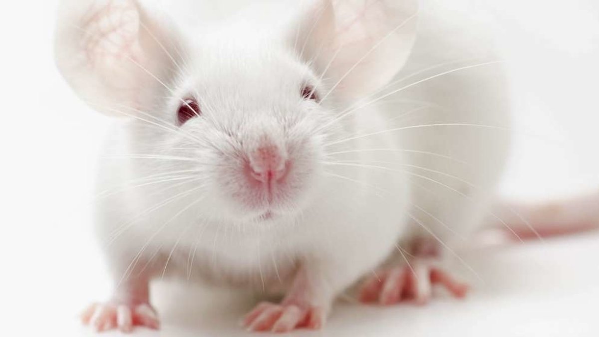 Mäuse: Schwerelosigkeit hat kaum Auswirkungen auf Gesundheit