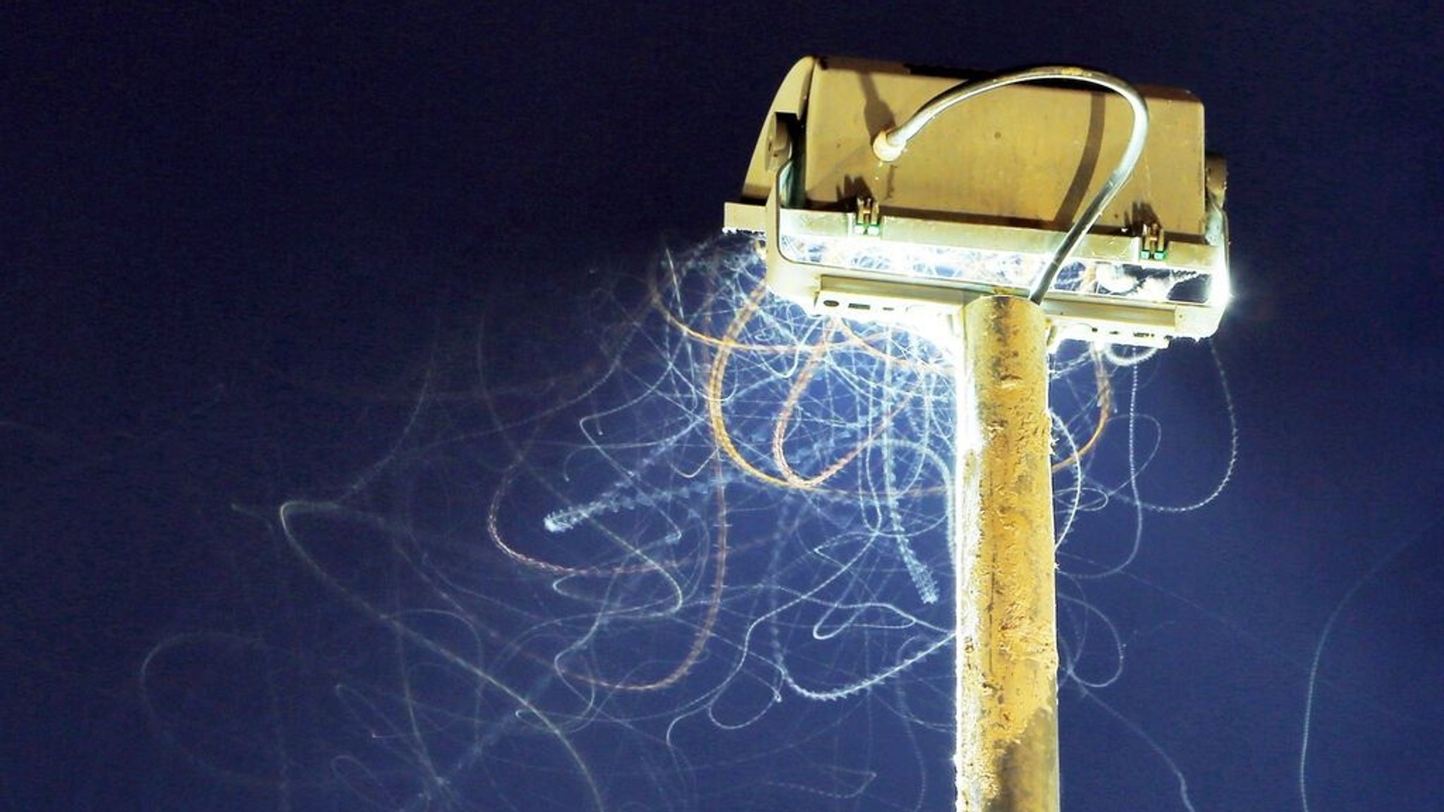 Viele verschiedene fliegende Insekten hinterlassen an einer Baustellenlampe durch eine Langzeitbelichtung bedingt im Schein einer Lampe ihre leuchtenden Spuren vor dem Nachthimmel. 