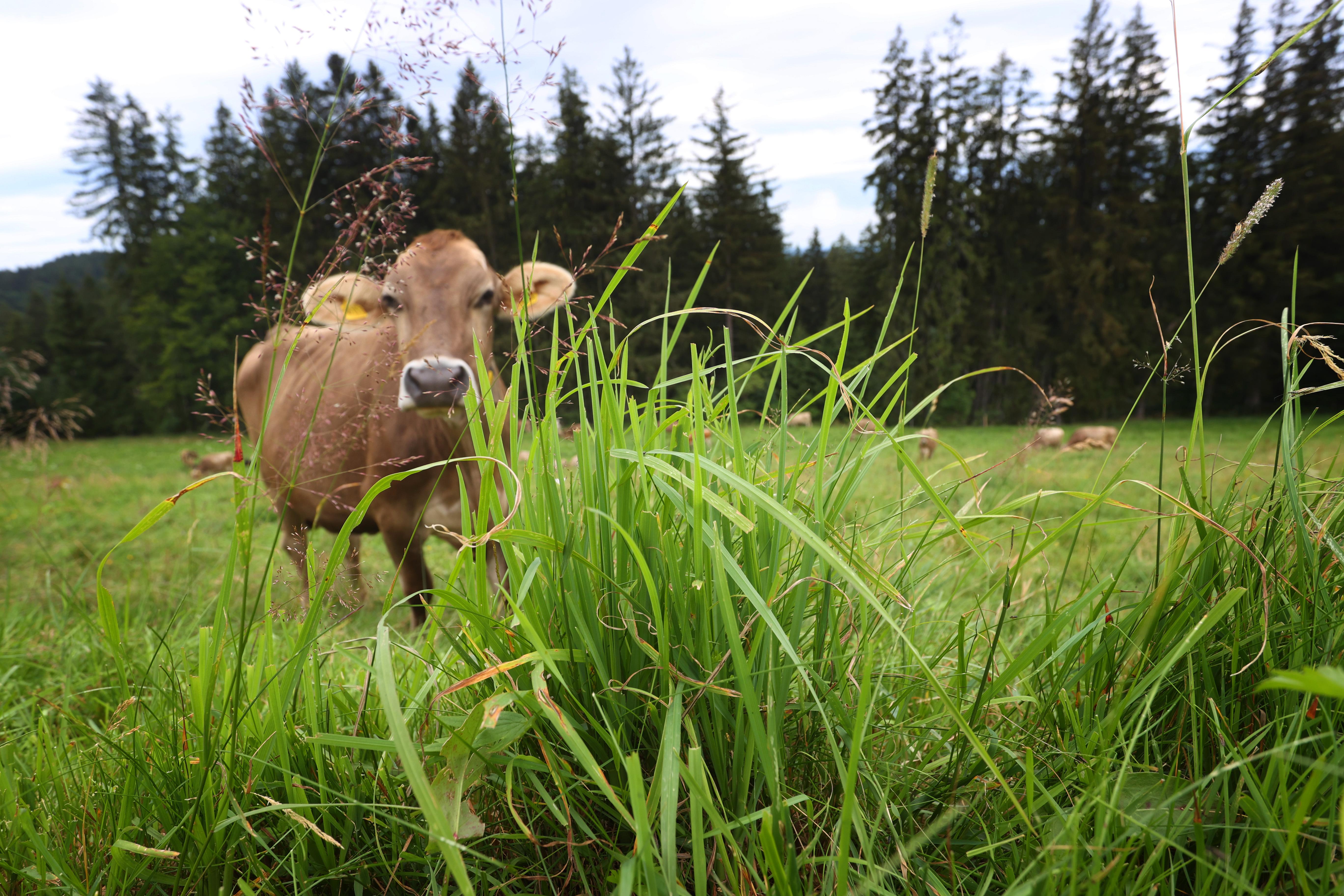 Ein Kuh beim Weiden auf der grünen Wiese.