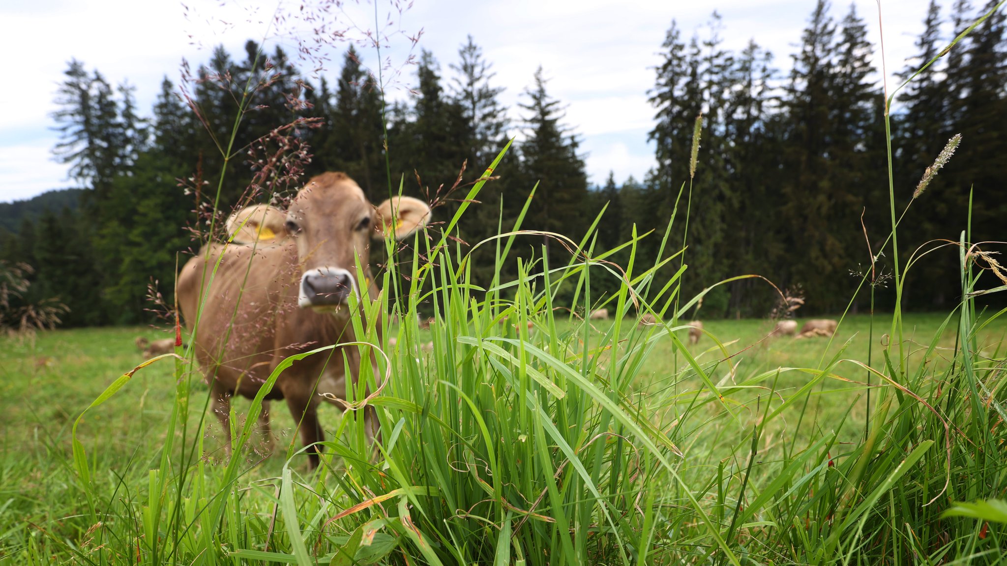 Ein Kuh beim Weiden auf der grünen Wiese.