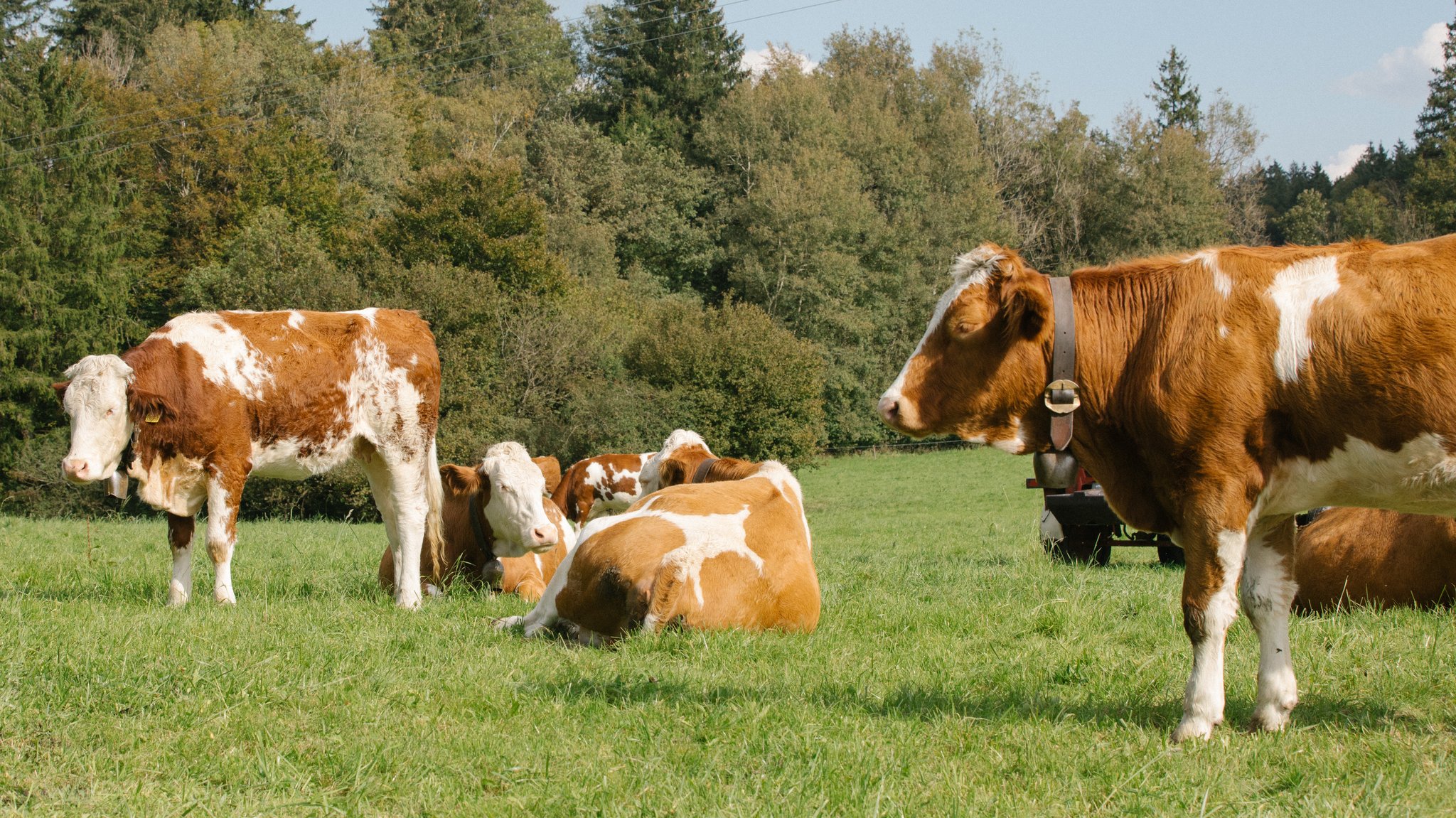 Kühe auf einer Wiese