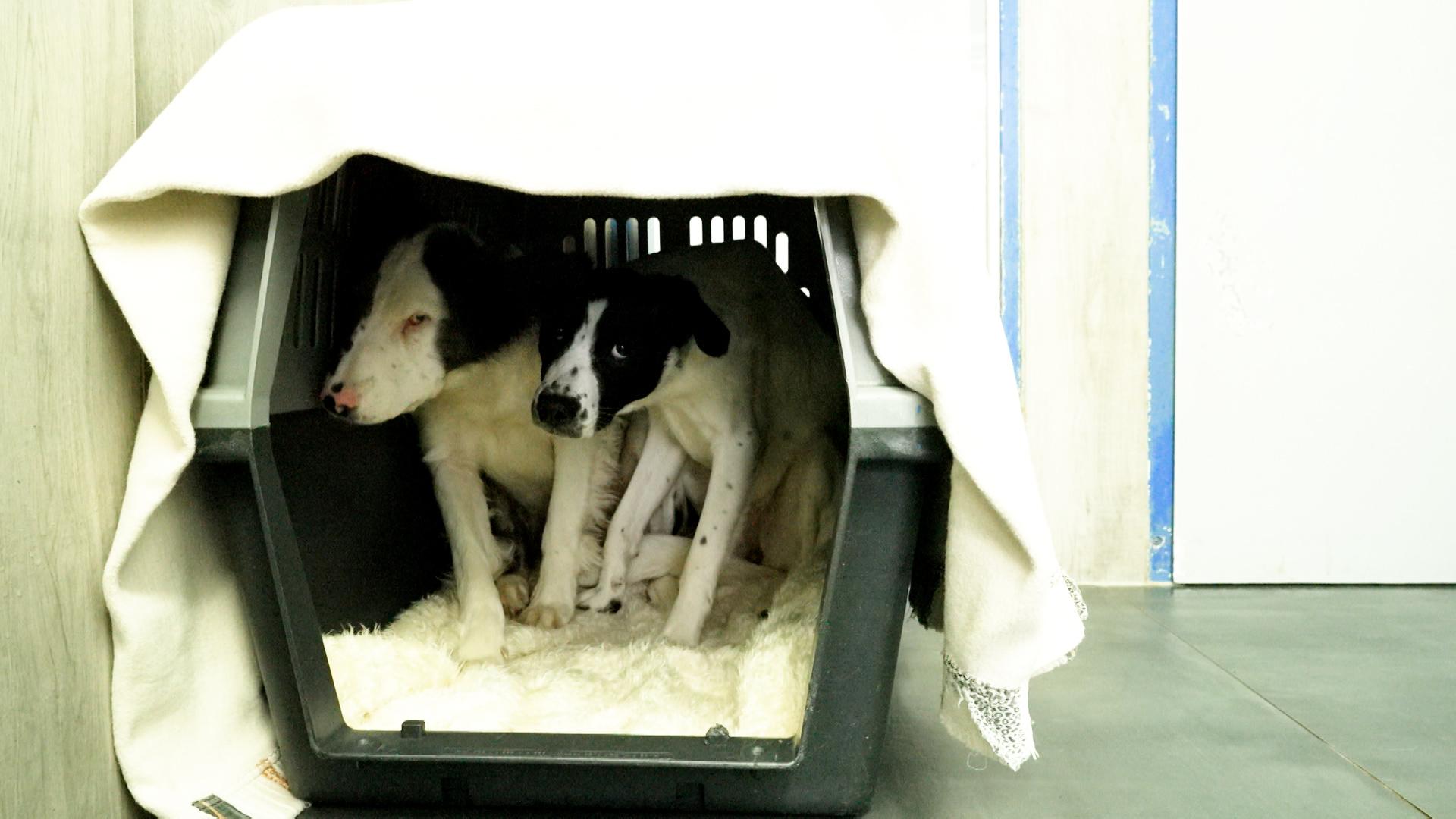 Schwerkranke Hunde ausgesetzt