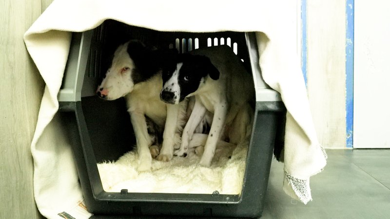 Schwerkranke Hunde ausgesetzt | Bild: BR Schwerkranke Hunde ausgesetzt