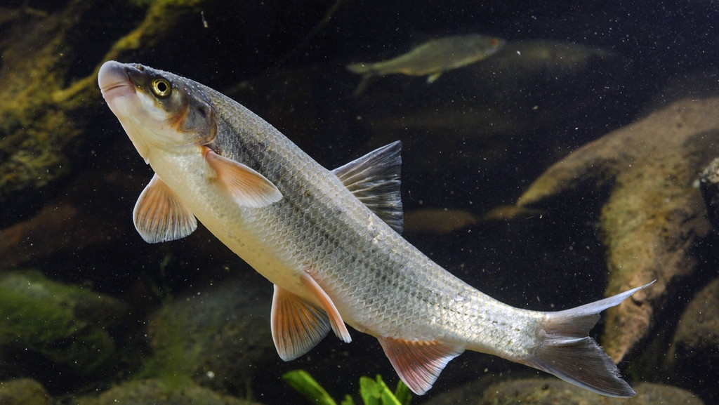 Fisch: Nase (Chondrostoma nasus)