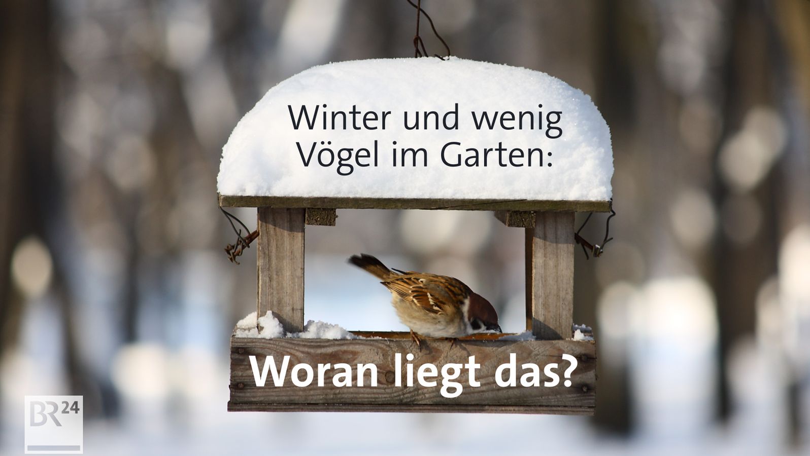 Wenig Vogel In Diesem Winter Im Garten Woran Liegt Das Br24