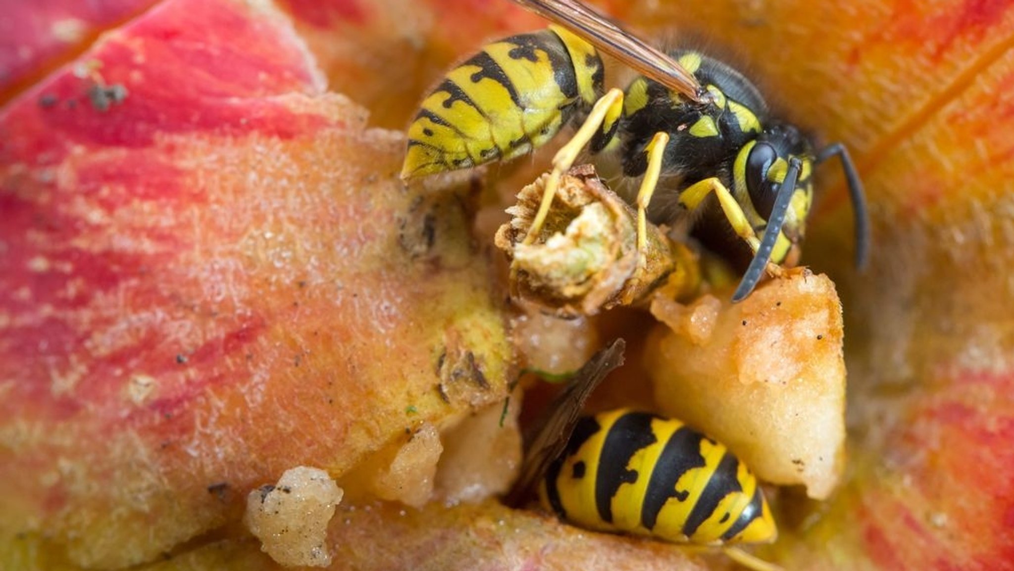 Warmer Herbst: Mehr Zecken und Wespen im kommenden Jahr?