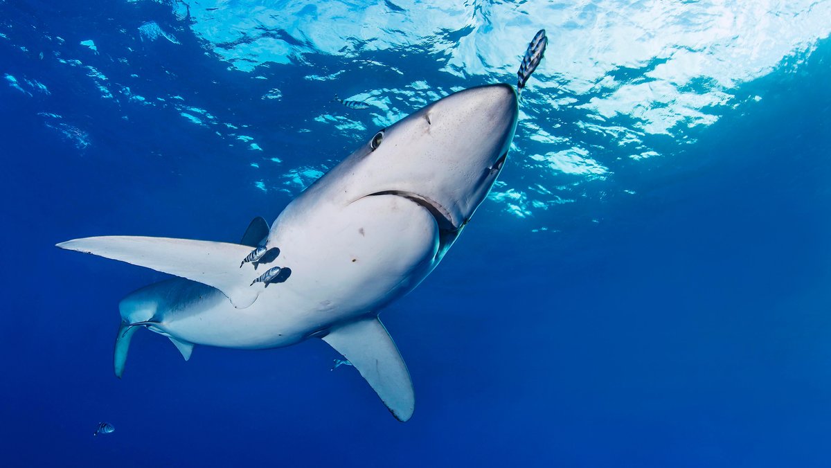 Wildtier-Handel: 60 Hai-Arten unter internationalem Schutz