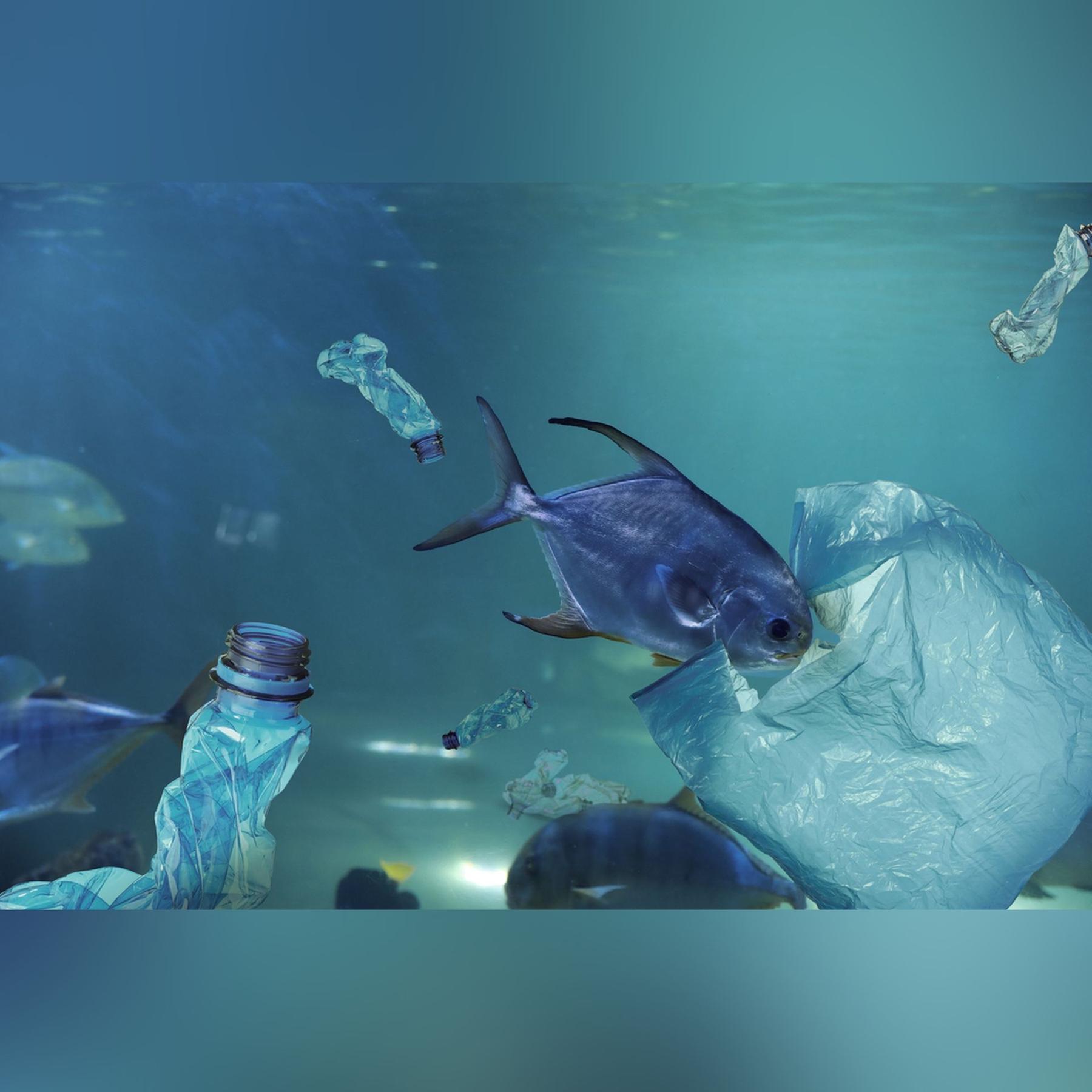 Gestresste Meere - Verspielen wir unsere Zukunft? Gestresste Meere - Verspielen wir unsere Zukunft?