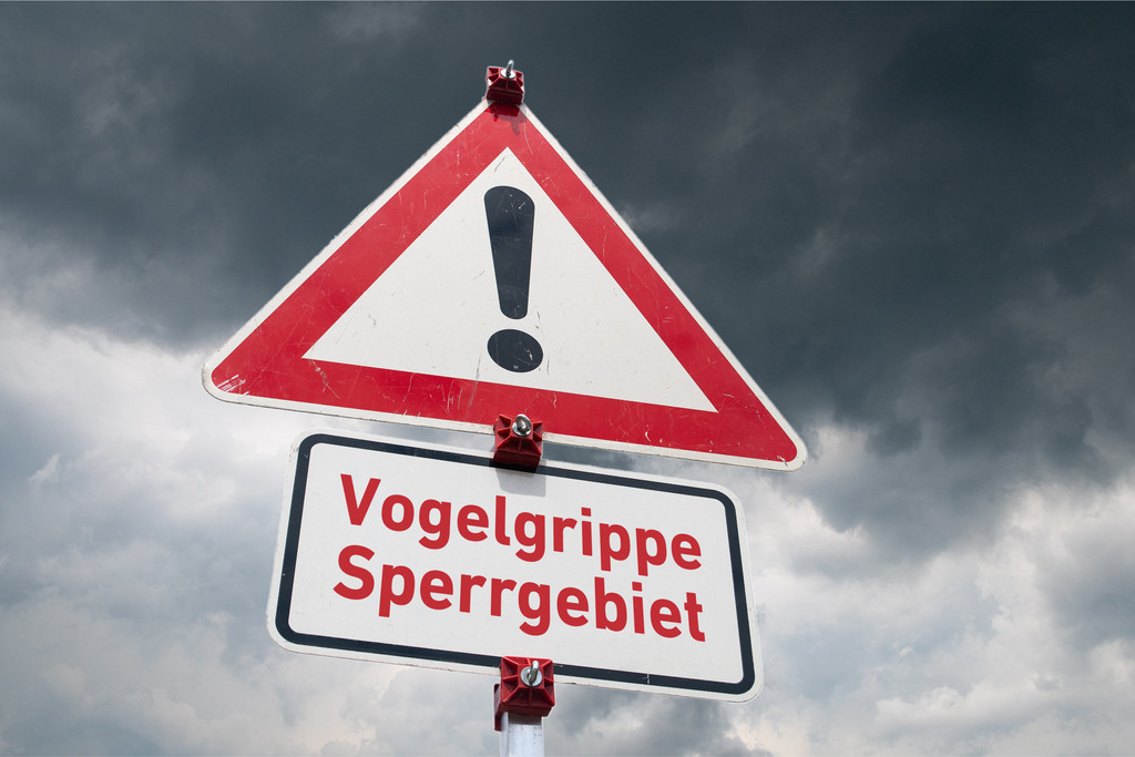 Vogelgrippe im Süden Niederbayerns ausgebrochen | BR24