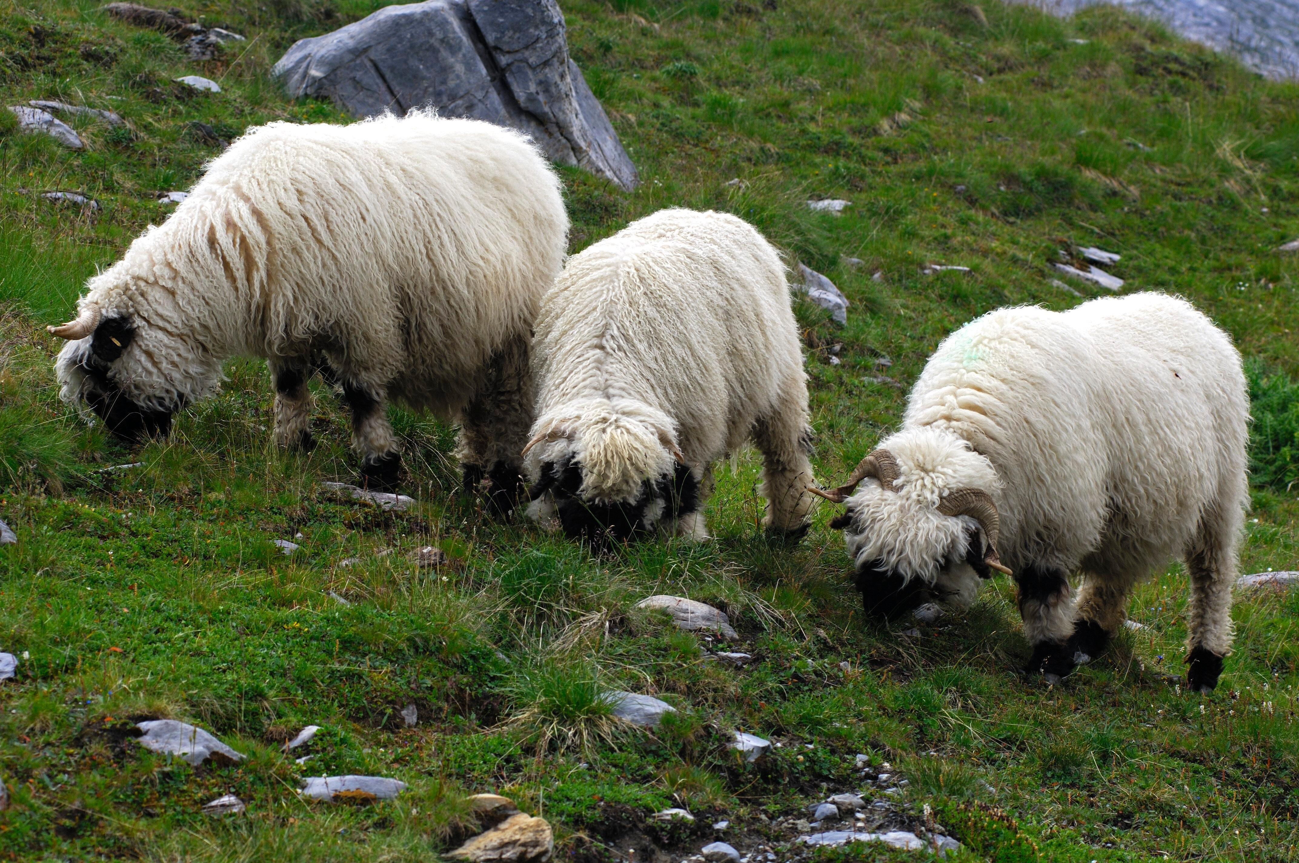 Lightning kills almost 100 sheep in Switzerland