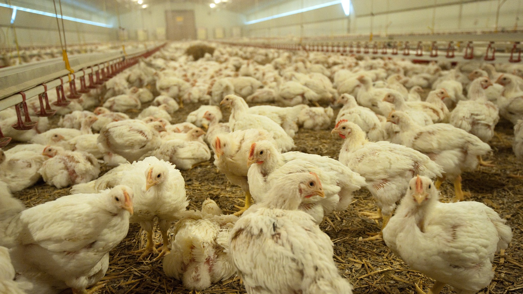 Fünf Wochen alte Hähnchen in einem Stall