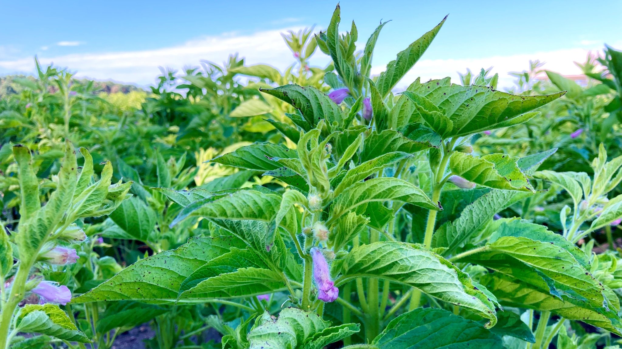 Feld mit lilablühenden Sesampflanzen