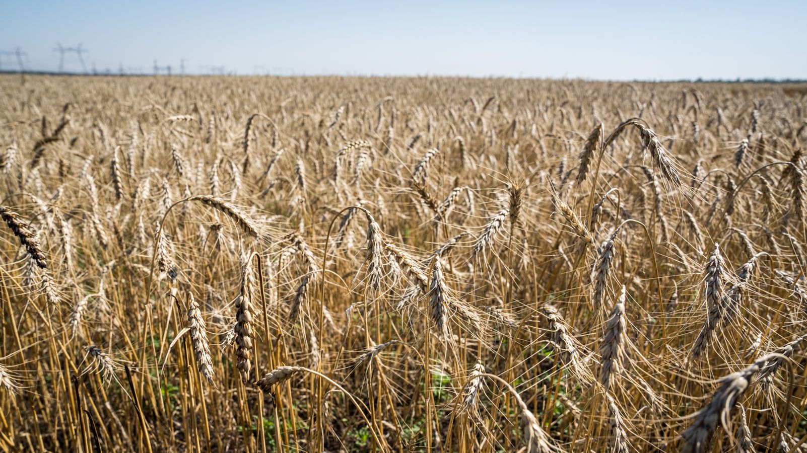 Batang Ukraina: Rusia memanen gandum Ukraina