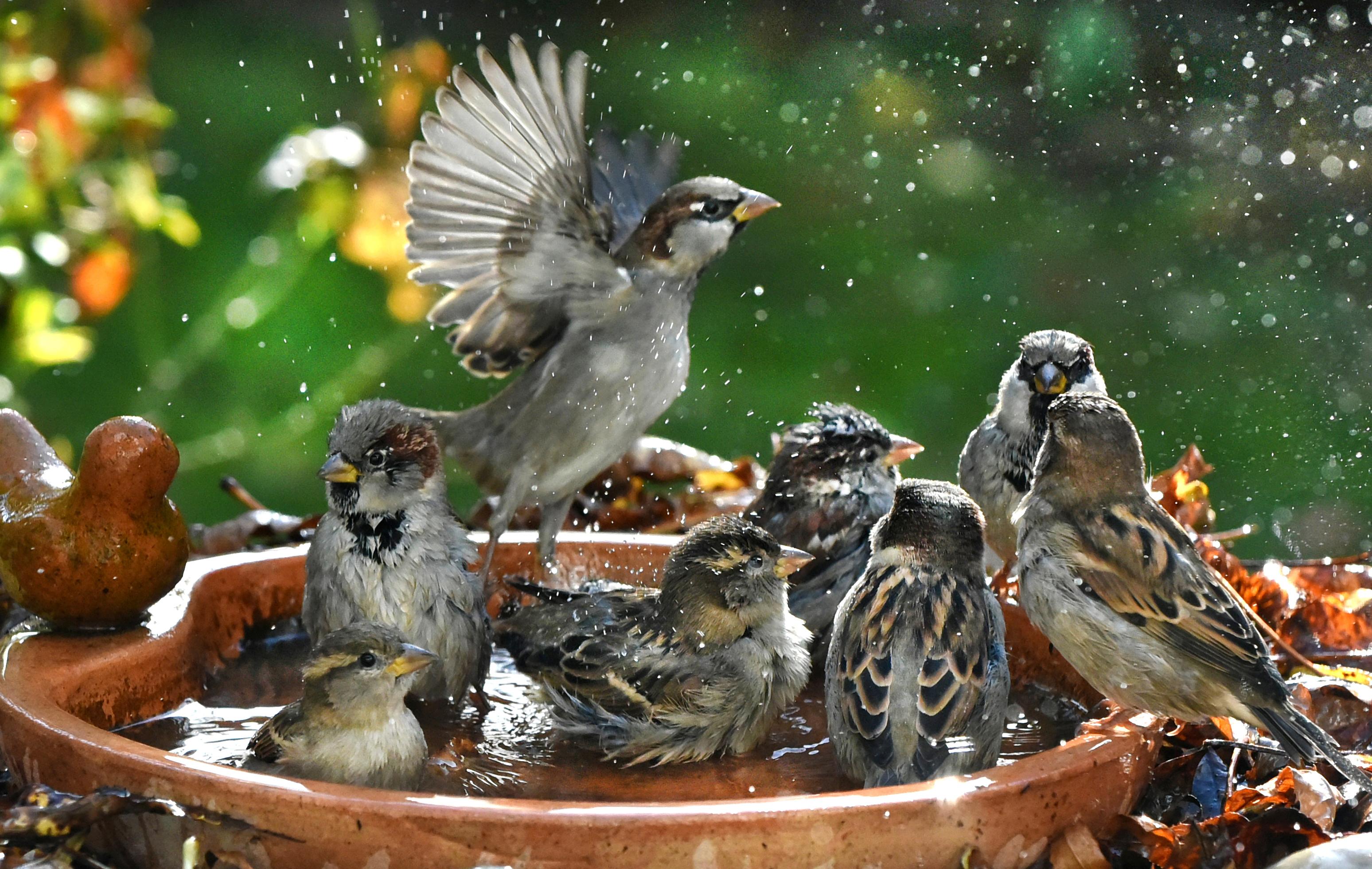 Spatzen baden in einer Wasserschale