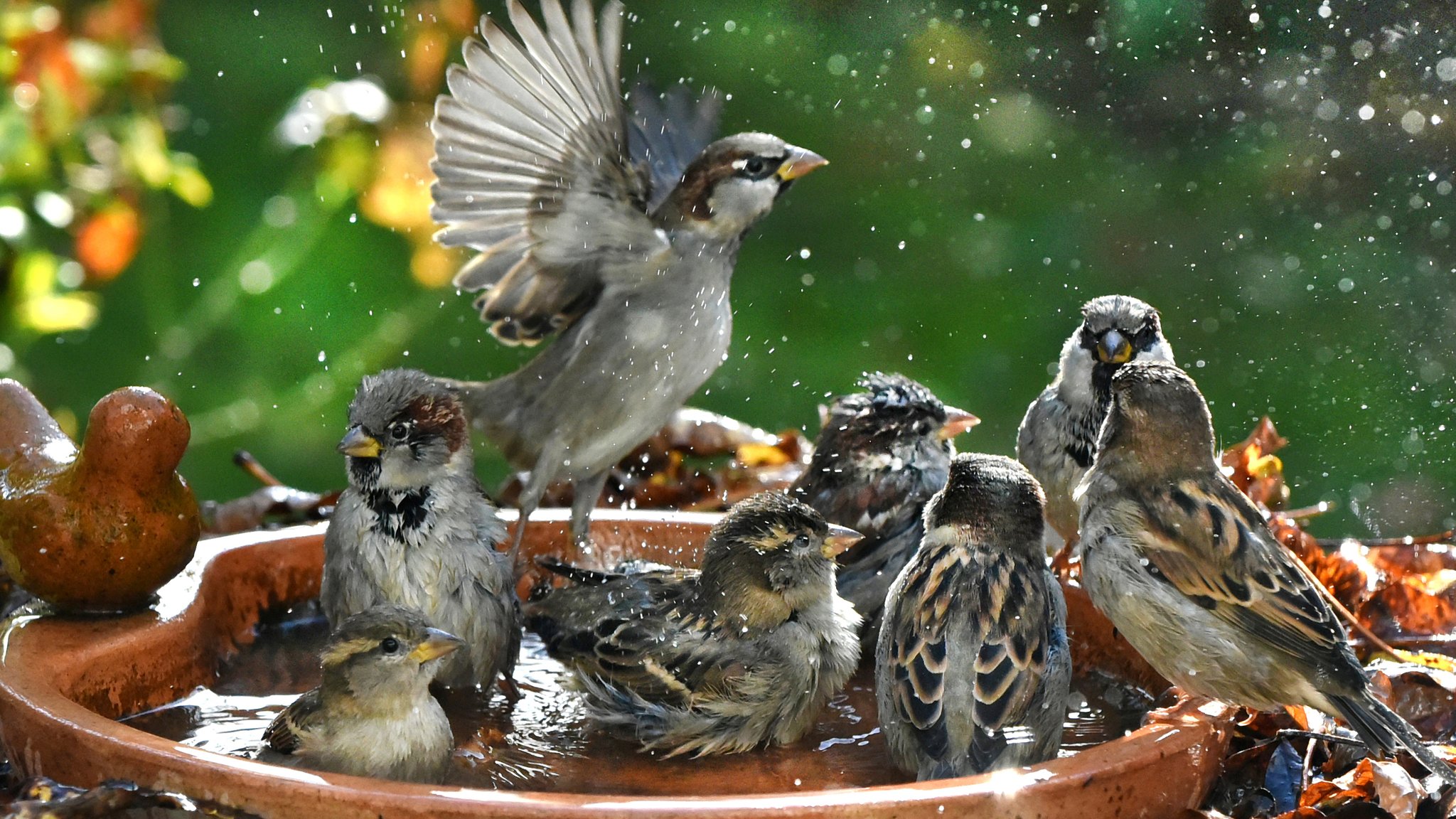 Spatzen baden in einer Wasserschale