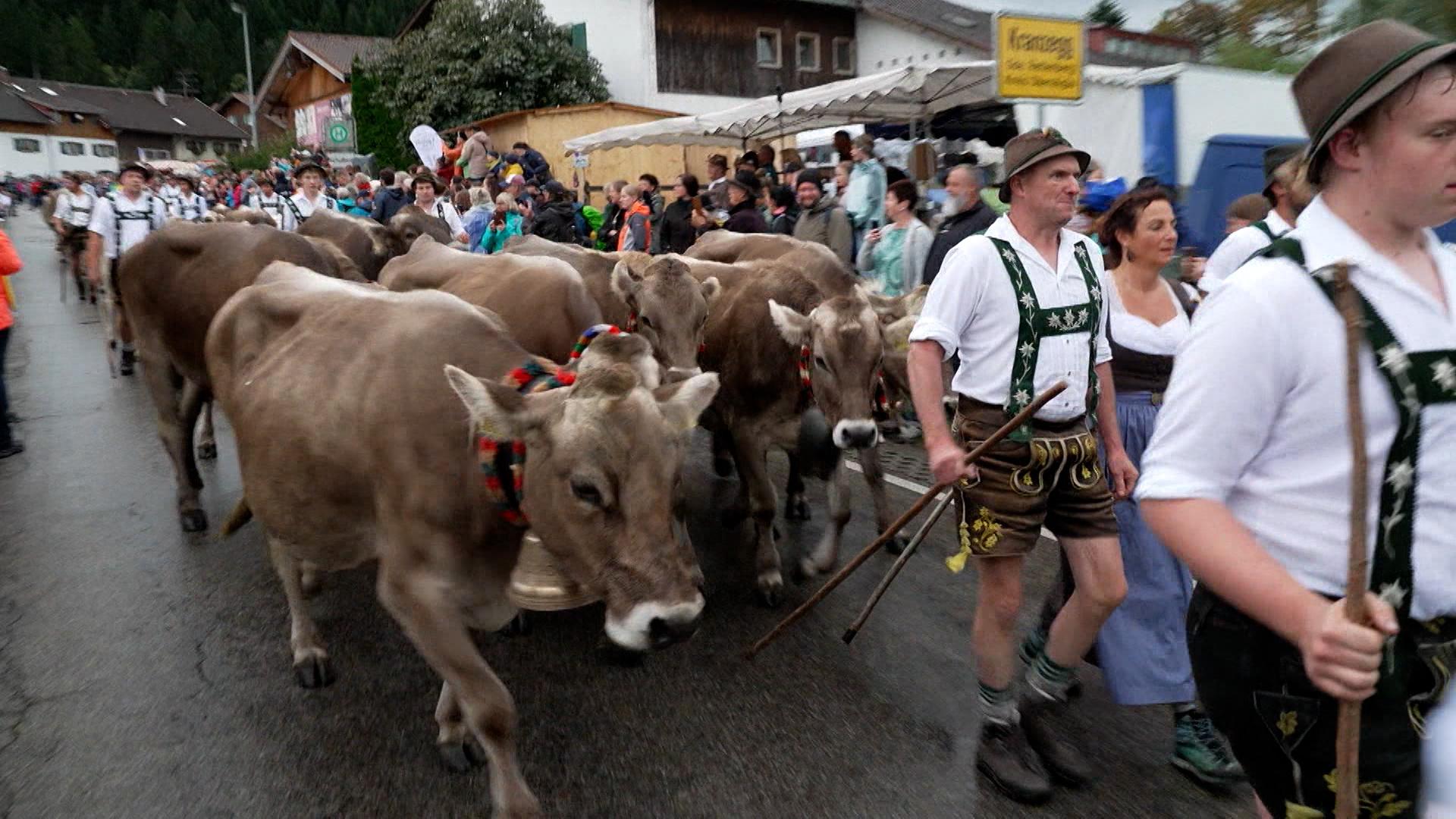 Festlich geschmückte Kühe werden im Rahmen des Viehscheids vor dem Herbst und Winter von den Allgäuer Almwiesen wieder ins Tal getrieben. Den Anfang machte heute der Ort Kranzegg am Fuß des Grünten.