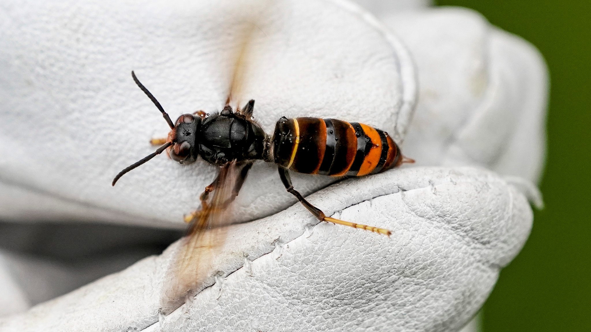 Asiatische Hornisse "Vespa velutina" mit rot - orangener Färbung wird in einem weißen Handschuh gehalten.