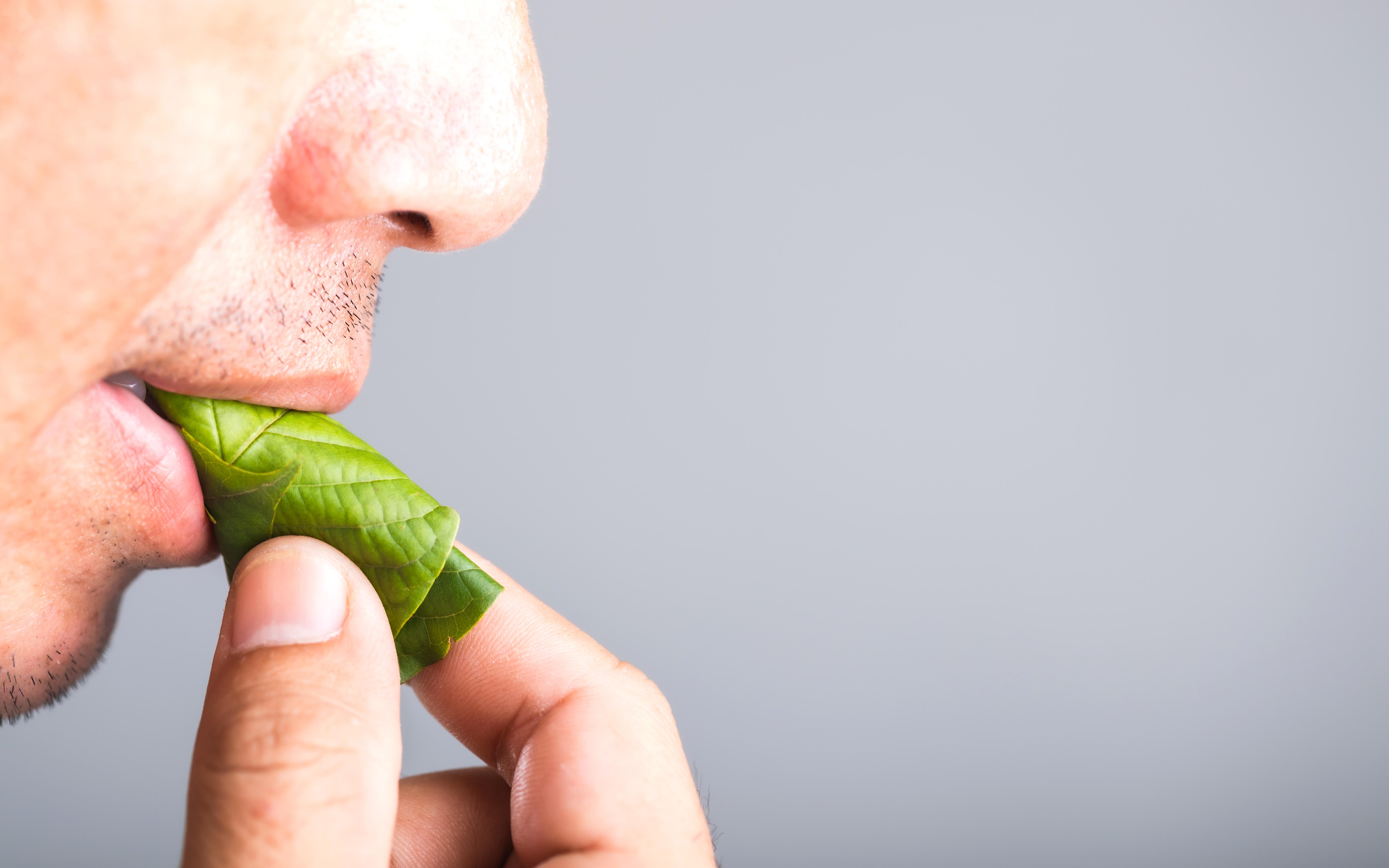 Kratom: Harmloser Stimmungsaufheller oder riskantes Legal High? | BR24