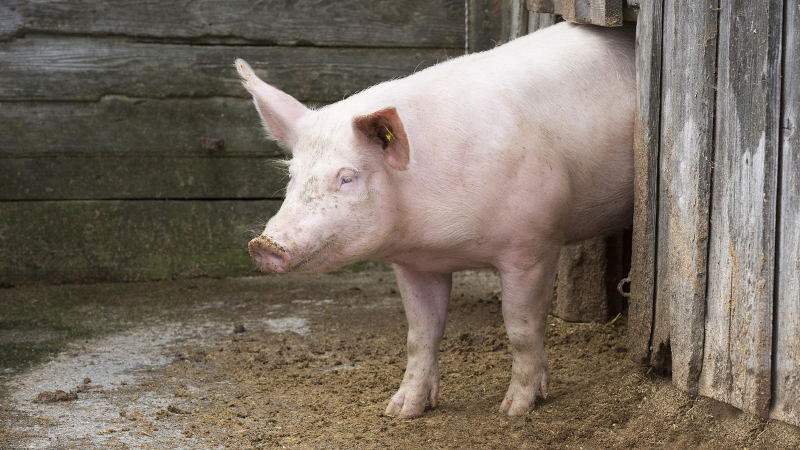 Schweine Retten Schweine Retten