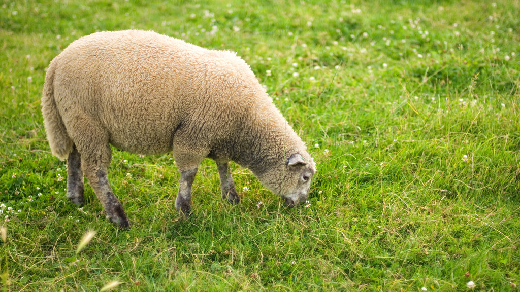 Grasendes Schaf auf einer Wiese (Symbolbild)
