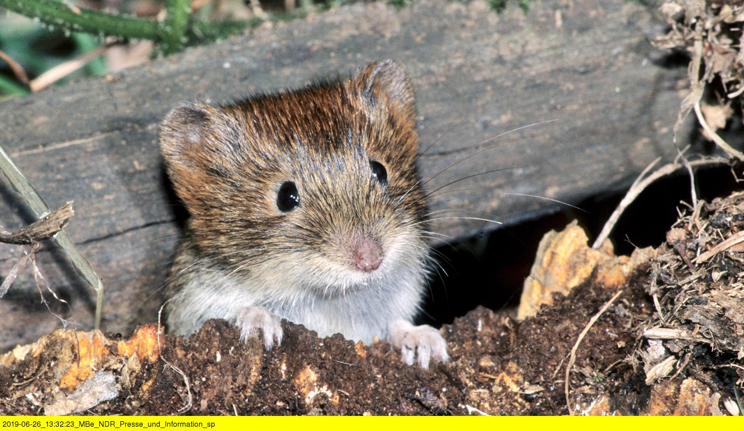 hantavirus-warum-manche-regionen-h-ufiger-betroffen-sind-br24