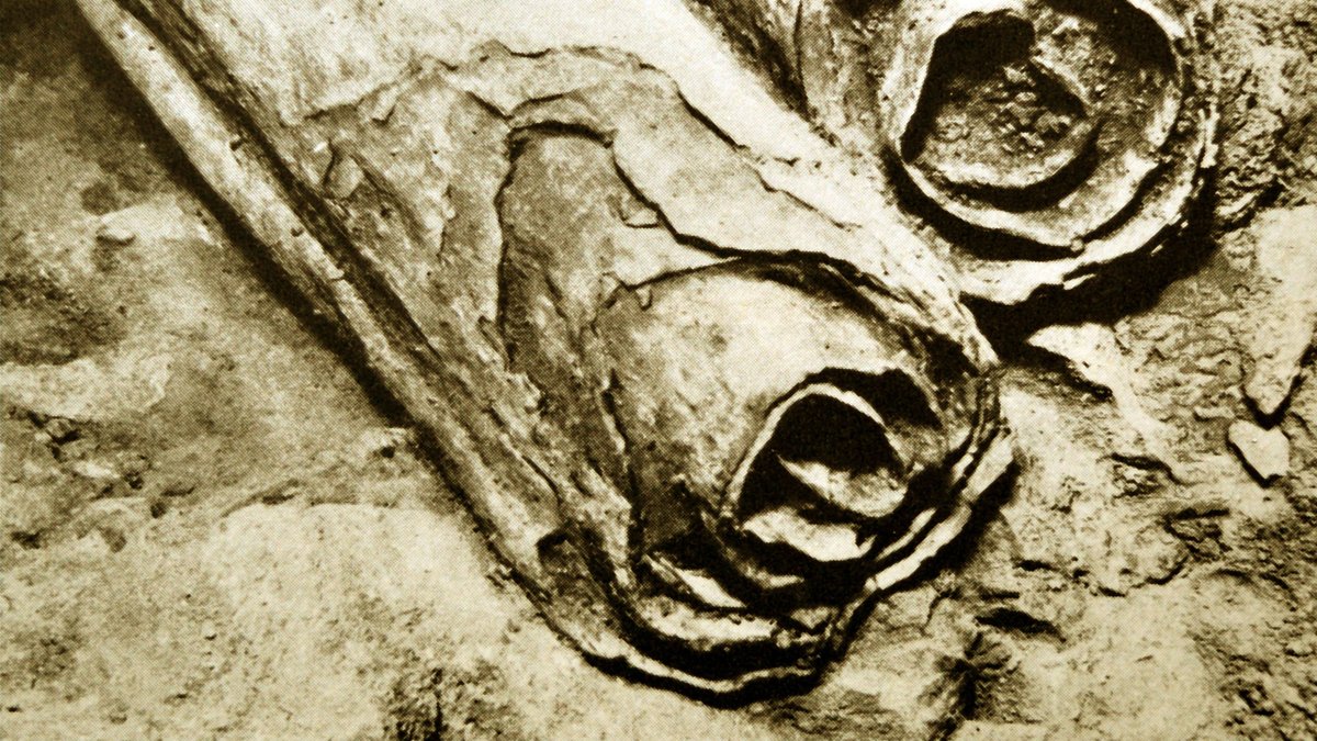 Die Qumran-Rollen wurden zwischen 1947 und 1956 in elf Felshöhlen am Toten Meer gefunden. Forscher kommen ihrem Rätsel mit DNA-Analysen näher.