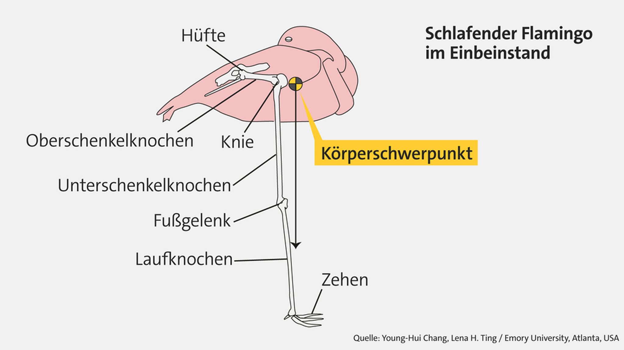 Schlafender Flamingo im Einbeinstand.