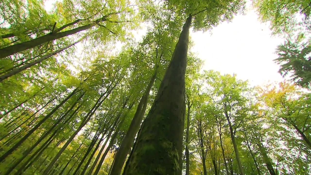 Blick in einem Wald von unten Richtung Baumkronen.