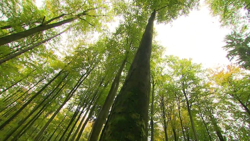 Blick in einem Wald von unten Richtung Baumkronen. | Bild: BR Blick in einem Wald von unten Richtung Baumkronen.