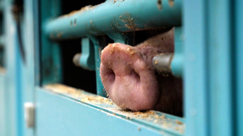 Ein Schweinerüssel ist durch die Gitterstäbe eines Tiertransporters zu sehen.