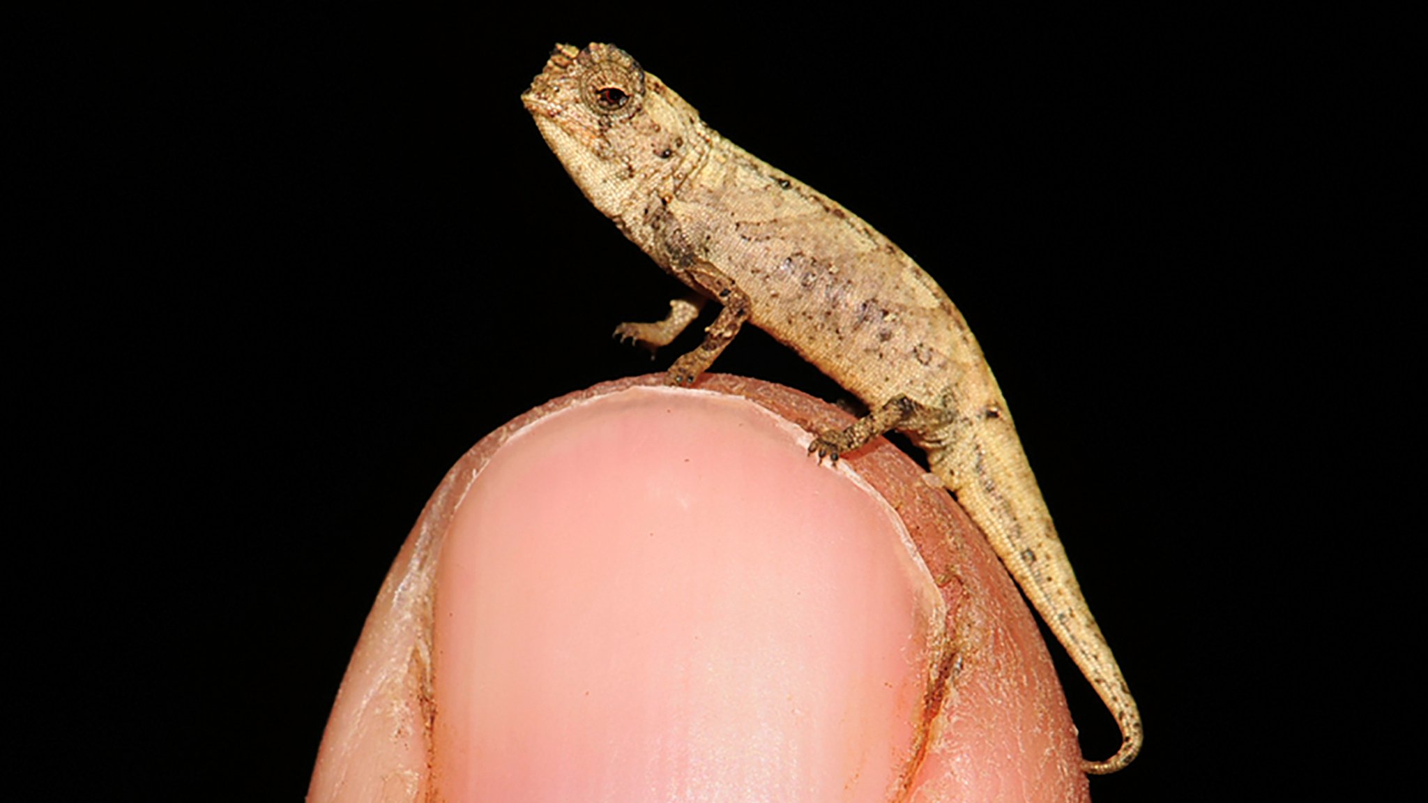 Brookesia nana - das kleinste Chamäleon der Welt. 