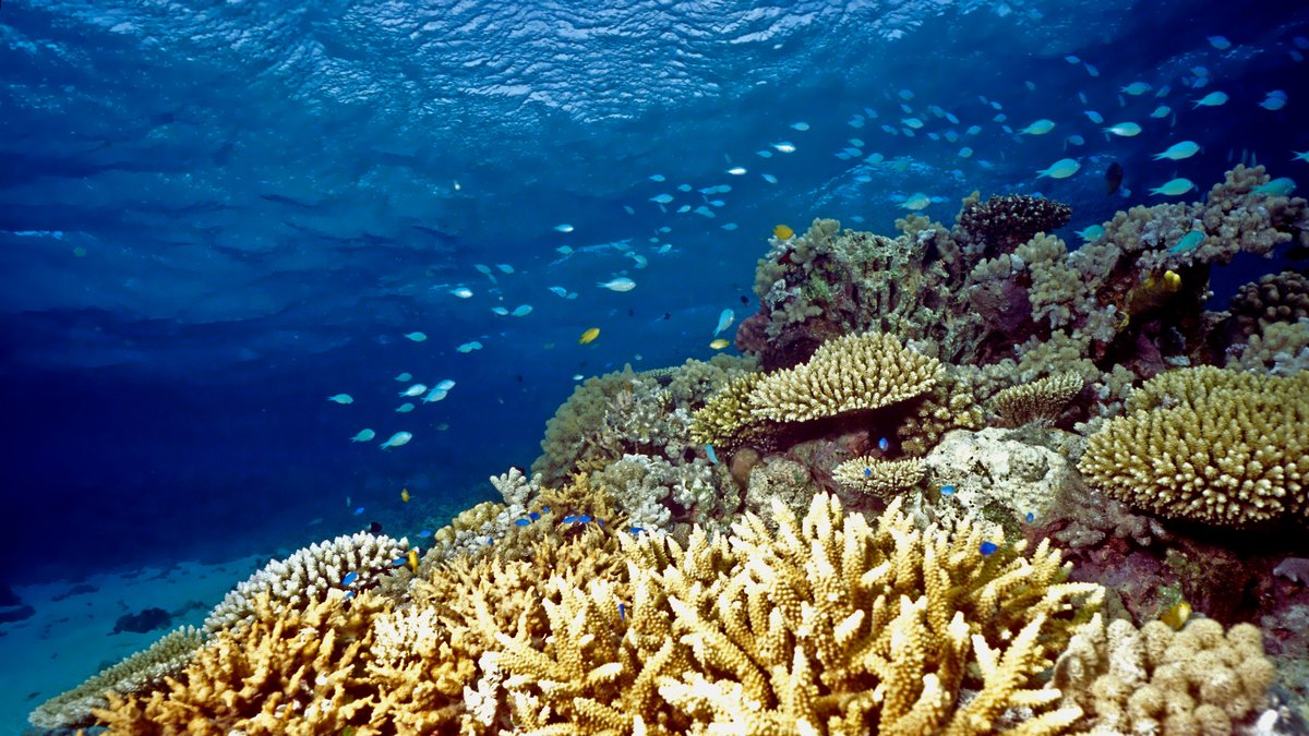 Im Klimawandel bleichen die Korallen am Great Barrier Reef häufiger. Durch das Engagement von Umweltschützern gibt es aber Hoffnung fürs Riff.