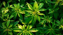 Hanf-Pflanzen zur Cannabis-Produktion | Bild:colourbox.com